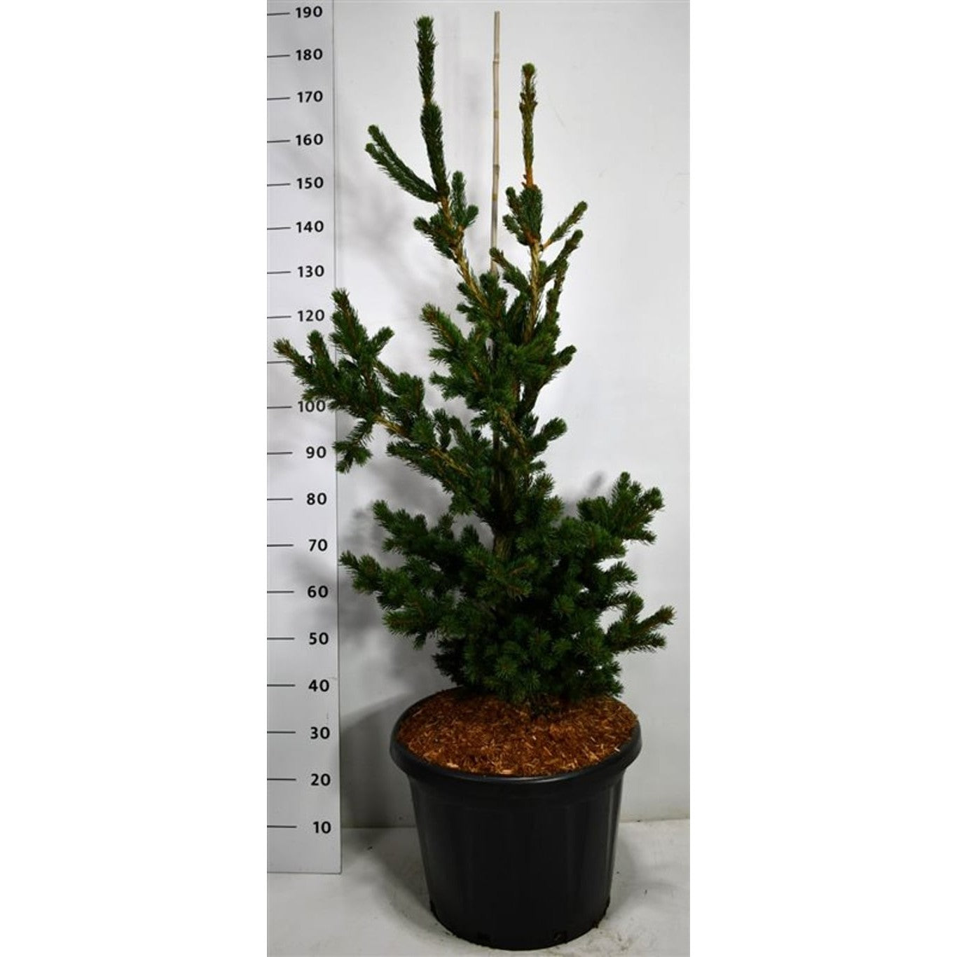Blågran – Picea pungens 'Lucky Strike' - 130-140 CM Piramide Cont.